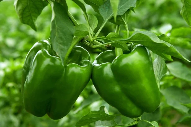 Bell Pepper