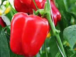 Bell Pepper